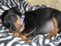 Valparna 6 veckor tik