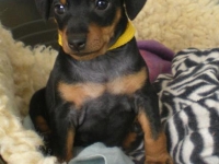 Valparna 6 veckor hane