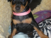 Valparna 6 veckor tik