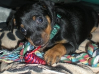 Valparna 6 veckor hane