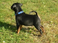 Valparna 7 veckor Dionysos