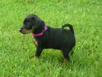 Valparna 7 veckor Diana