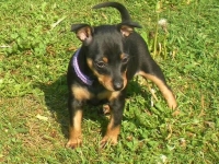 Valparna 7 veckor Discordia