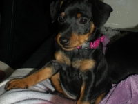 Valparna 8 veckor Diana