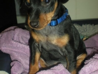 Valparna 8 veckor Dionysos