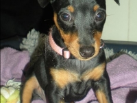 Valparna 8 veckor Demeter