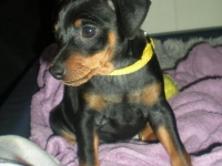 Valparna 8 veckor Dante