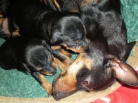 Valparna drygt 3 veckor