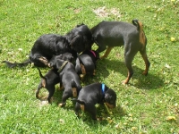 Valparna drygt 5 veckor