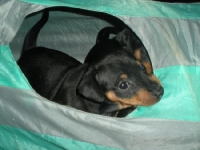 Valparna drygt 5 veckor