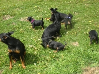 Valparna drygt 5 veckor