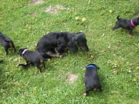 Valparna drygt 5 veckor