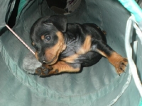 Valparna drygt 5 veckor