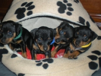 Valparna drygt 5 veckor