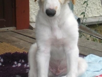 Valparna 8 veckor Eros