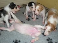 Valparna drygt 2 veckor, 17 dagar