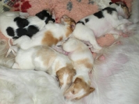 valparna nästan 3 veckor, 20 dagar