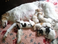 valparna nästan 3 veckor, 20 dagar