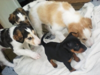 Valparna drygt 5 veckor