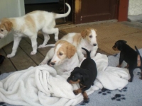 Valparna drygt 5 veckor