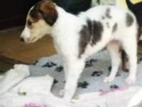 Valparna drygt 5 veckor