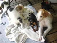 Valparna drygt 5 veckor