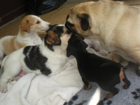 Valparna drygt 5 veckor