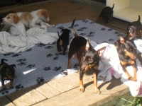 Valparna drygt 5 veckor