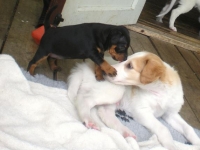 Valparna drygt 5 veckor