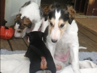 Valparna drygt 5 veckor