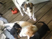 Valparna drygt 5 veckor