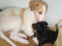 Valparna drygt 5 veckor