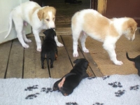 Valparna drygt 5 veckor