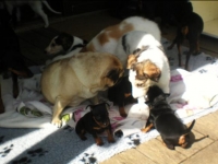 Valparna drygt 5 veckor