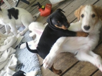 Valparna drygt 5 veckor