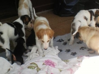 Valparna drygt 5 veckor