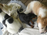 Valparna drygt 5 veckor