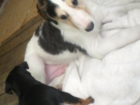 Valparna drygt 5 veckor