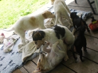 Valparna drygt 5 veckor