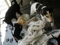 Valparna drygt 5 veckor