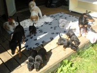 Valparna drygt 5 veckor