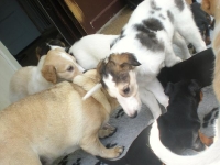 Valparna drygt 5 veckor