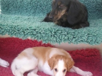 Valparna drygt 5 veckor