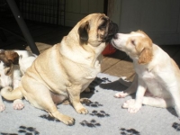 Valparna drygt 5 veckor