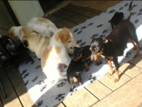 Valparna drygt 5 veckor