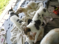 Valparna drygt 5 veckor