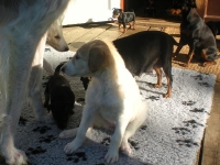 Valparna drygt 5 veckor