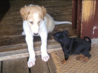 Valparna drygt 5 veckor