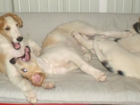 Valparna nästan 8 veckor