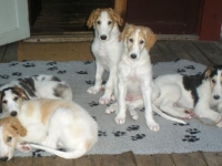 Valparna nästan 8 veckor